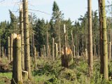 2022-05-20 - Tornado beim Sturmtief Emmelinde Solling - Steinlade bis Gehren (29)